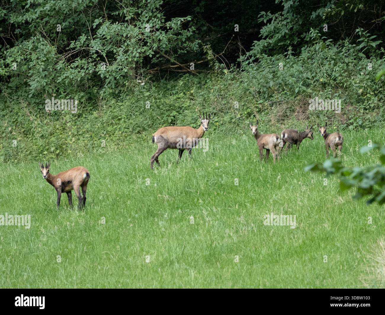 Famille de chamois alpins pâturant sur une prairie luxuriante à la lisière de la forêt à Berne, Suisse Banque D'Images