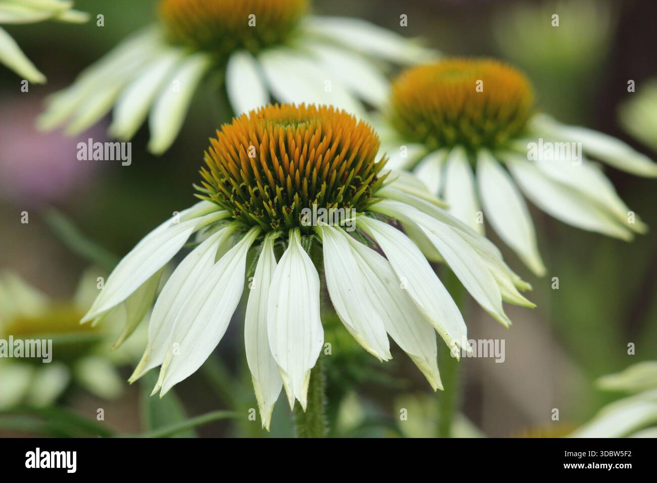 Echinacea purpurea 'White Swan' coneflower, pétales blancs tombants et cône central proéminent. Communément appelé coneflowers. Banque D'Images