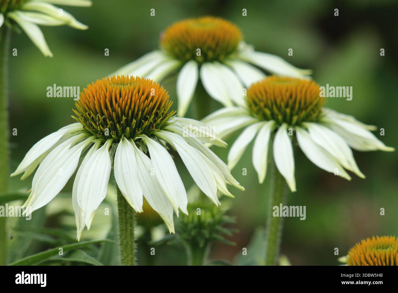 Echinacea purpurea 'White Swan' coneflower, pétales blancs tombants et cône central proéminent. Communément appelé coneflowers. Banque D'Images