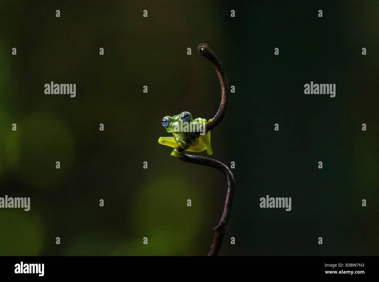 Grenouille de verre fantôme (Sachatamia ilex) dans les basses terres des Caraïbes du Costa Rica Banque D'Images