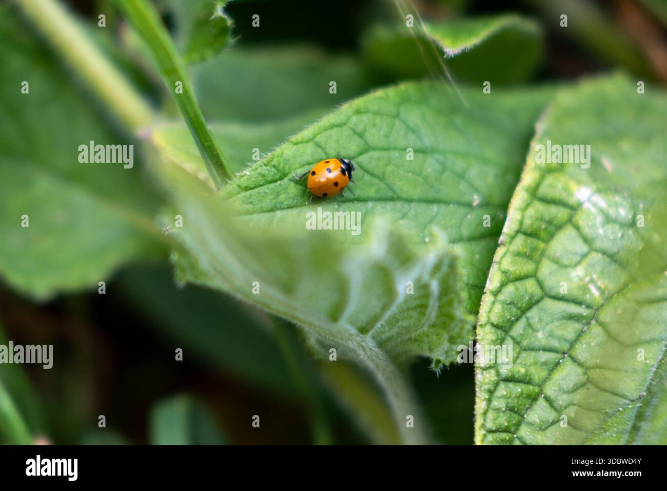 Coccinelle septempunctata à sept taches sur feuille verte, Guildford, Royaume-Uni Banque D'Images