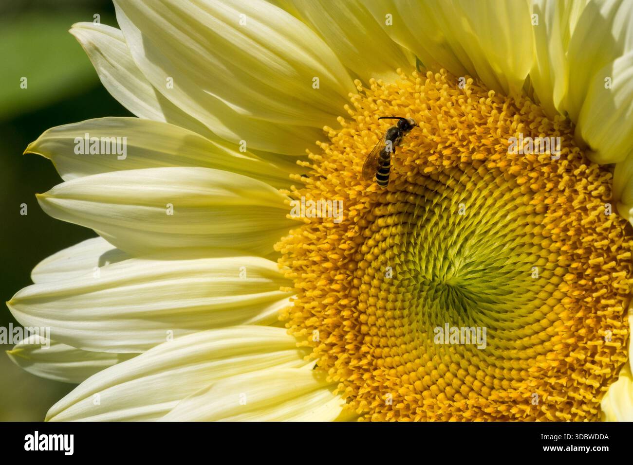 Guêpe sur tournesol Fermer Helianthus annuus 'White Creme' Banque D'Images