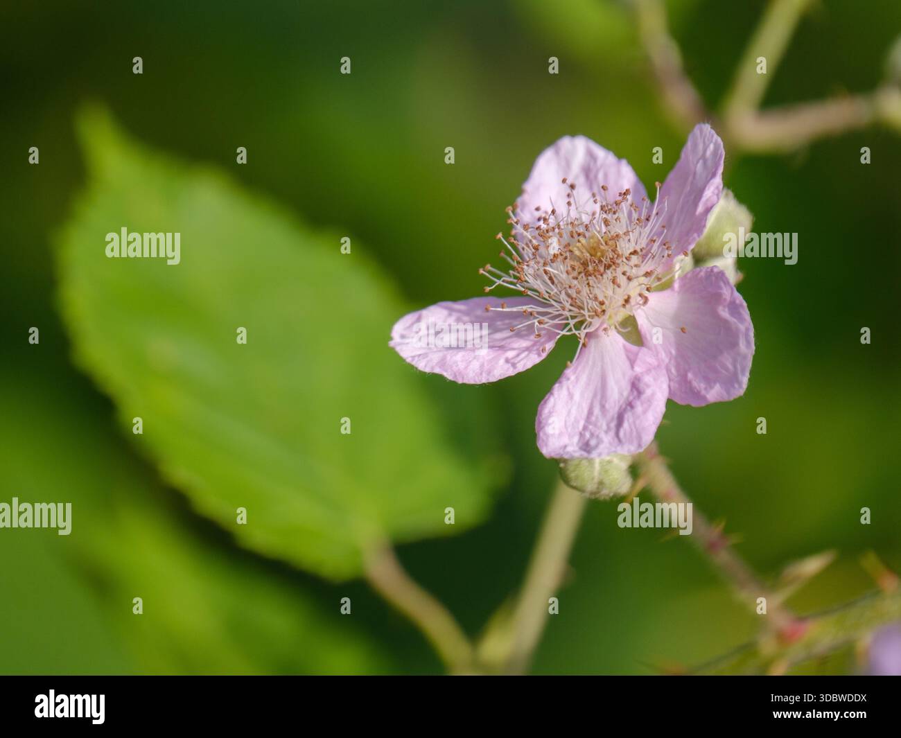 Fleur de mûre de l'Himalaya (Rubus armeniacus) en fleurs à Stoke Park, Guildford, Angleterre Banque D'Images