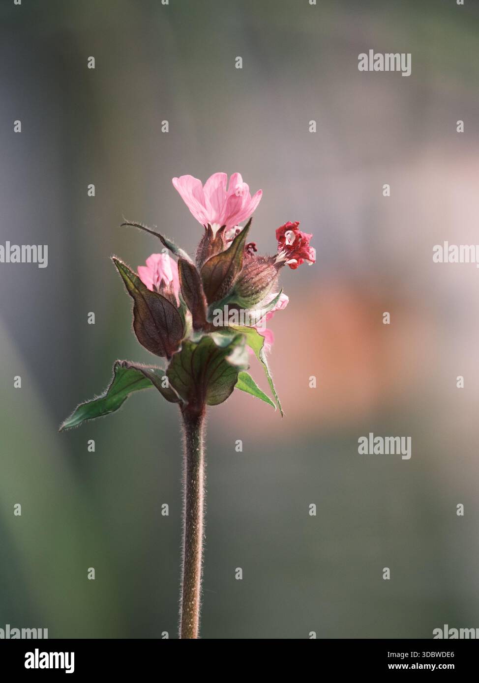 Fleur de campion rouge (Silene dioica) avec bokeh doux, Guildford, Angleterre Banque D'Images