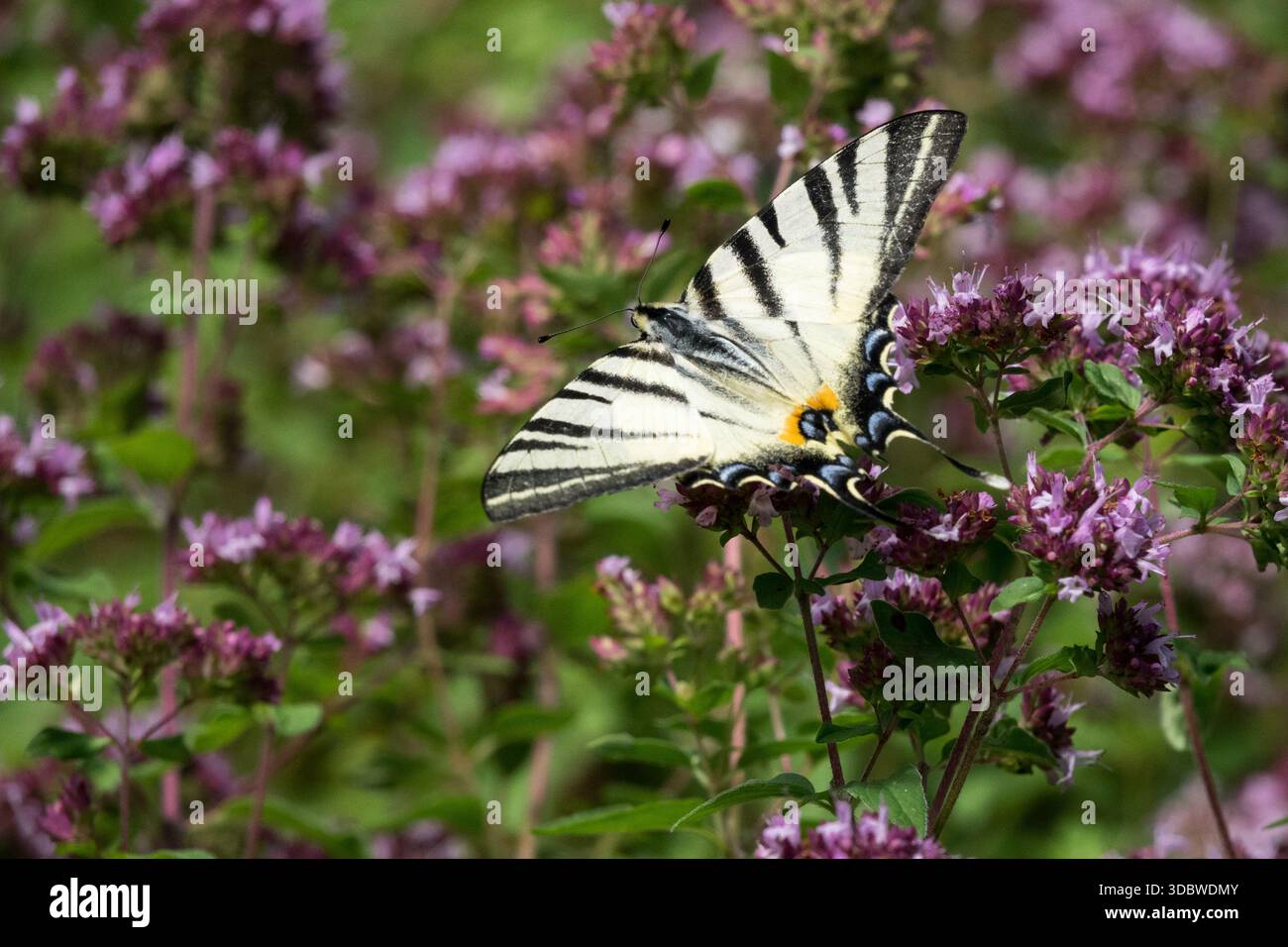 Papillon dans le jardin d'herbes sur origan Banque D'Images