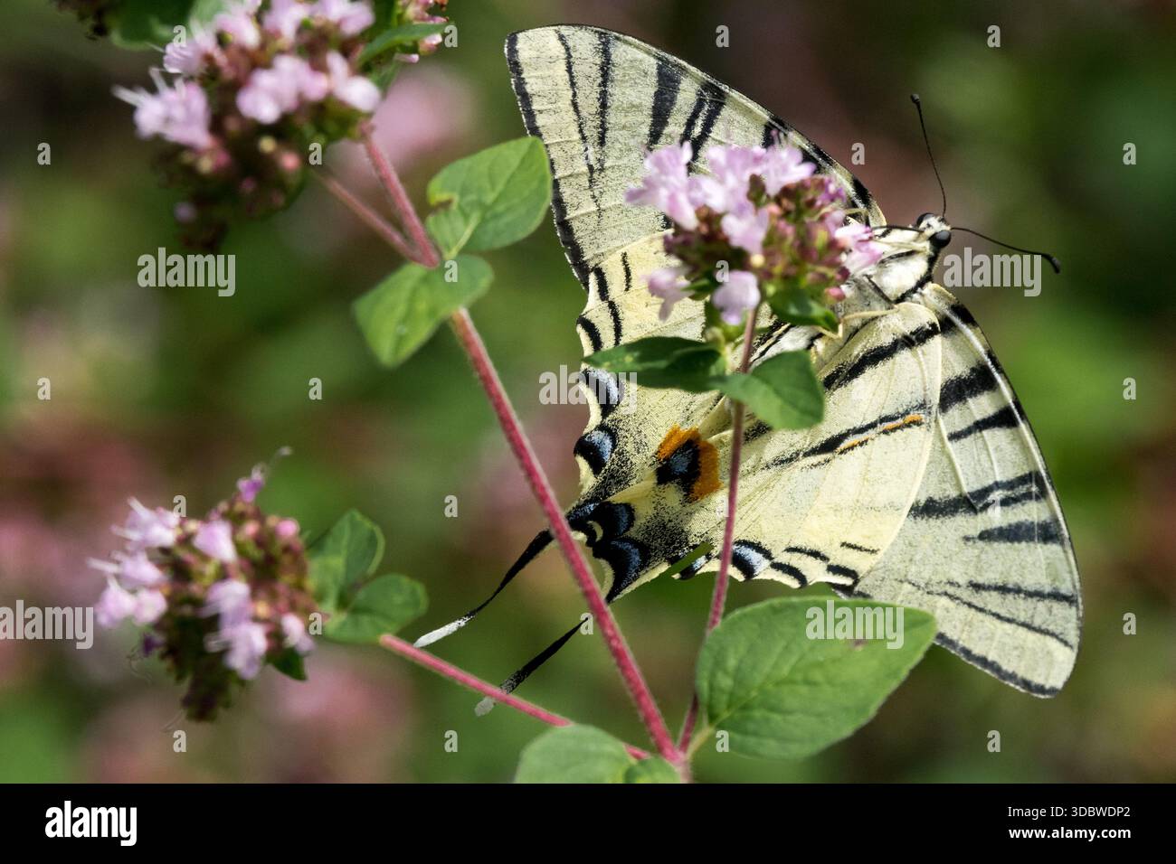 Rare Swallowtail Butterfly sur Wild Marjolam Flower vue de dessous Banque D'Images