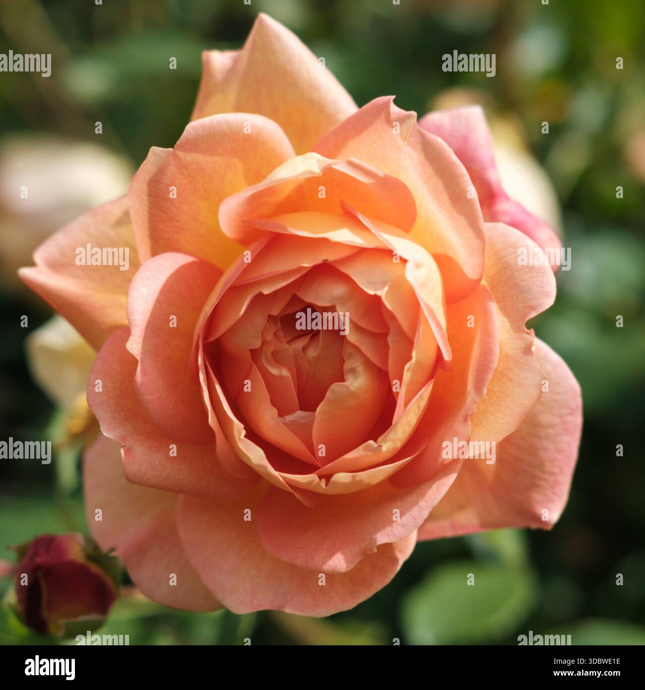 Rose anglaise abricot (Rosa sp.) En pleine floraison, Stoke Park Rose Garden, Guildford, Angleterre Banque D'Images