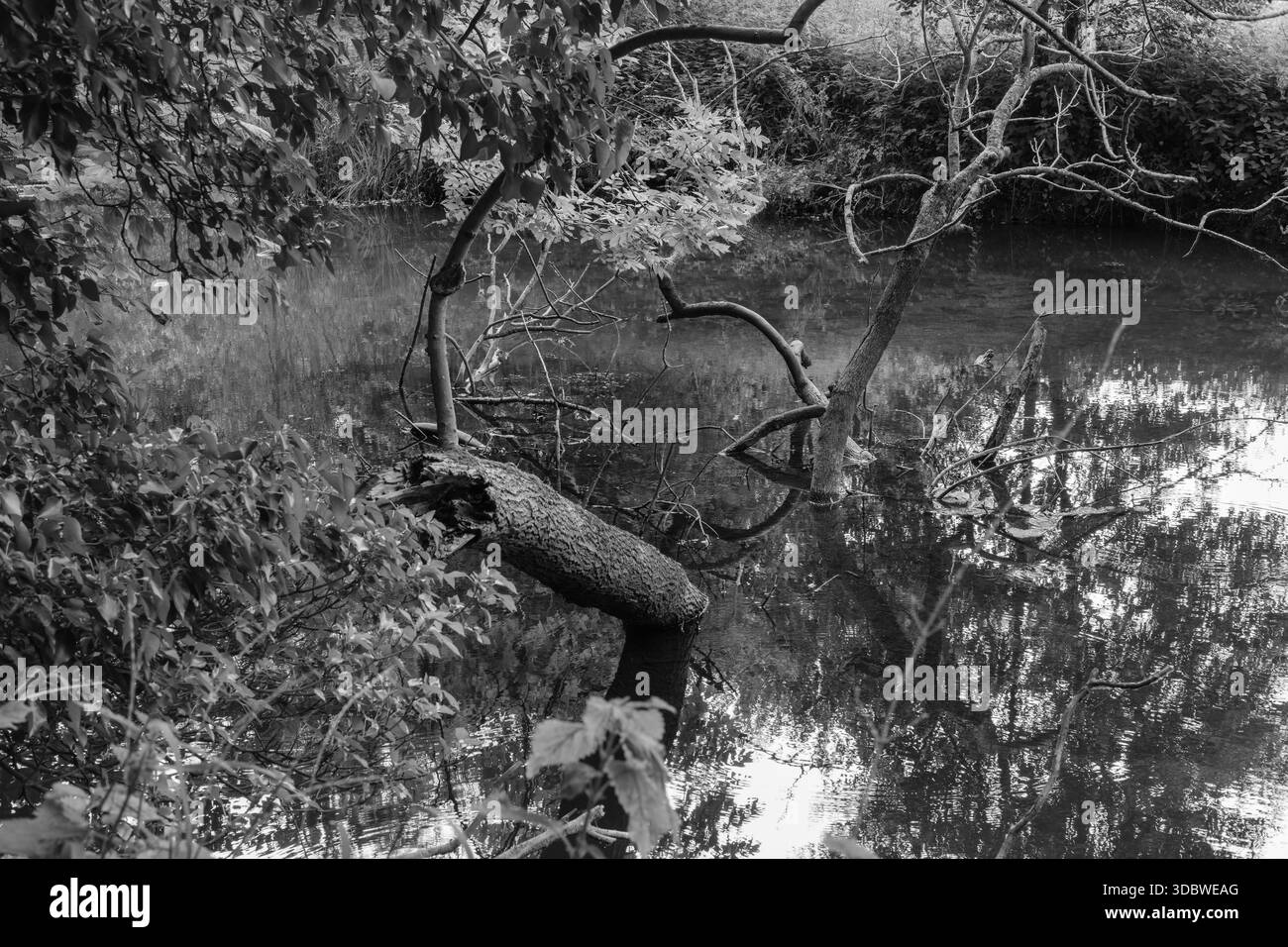 Scène monochrome d'arbre tombé et reflets dans la rivière Still, Guildford, Grande-Bretagne Banque D'Images
