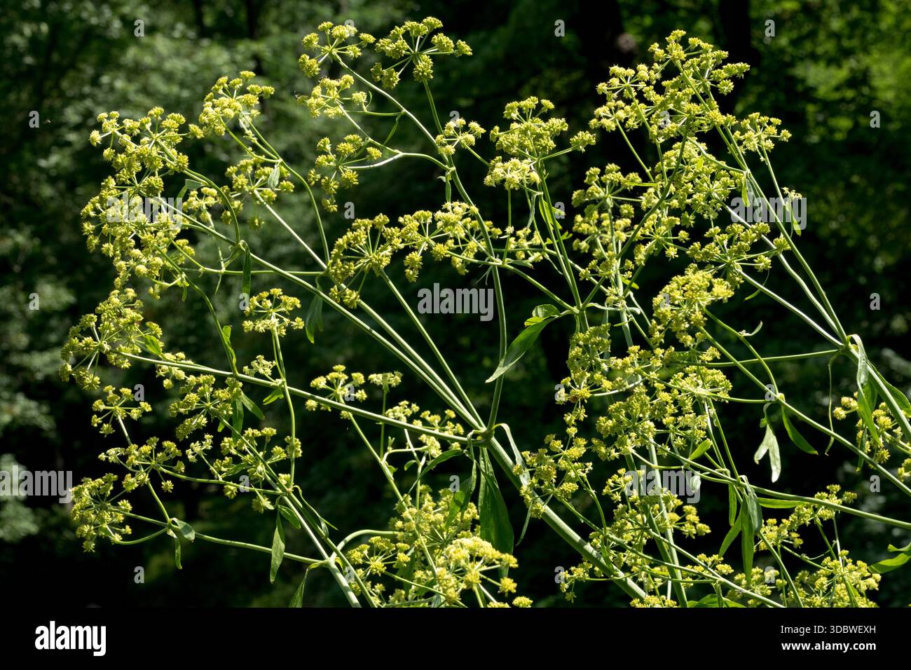 Love, Fleur, plante Levisticum officinale Banque D'Images