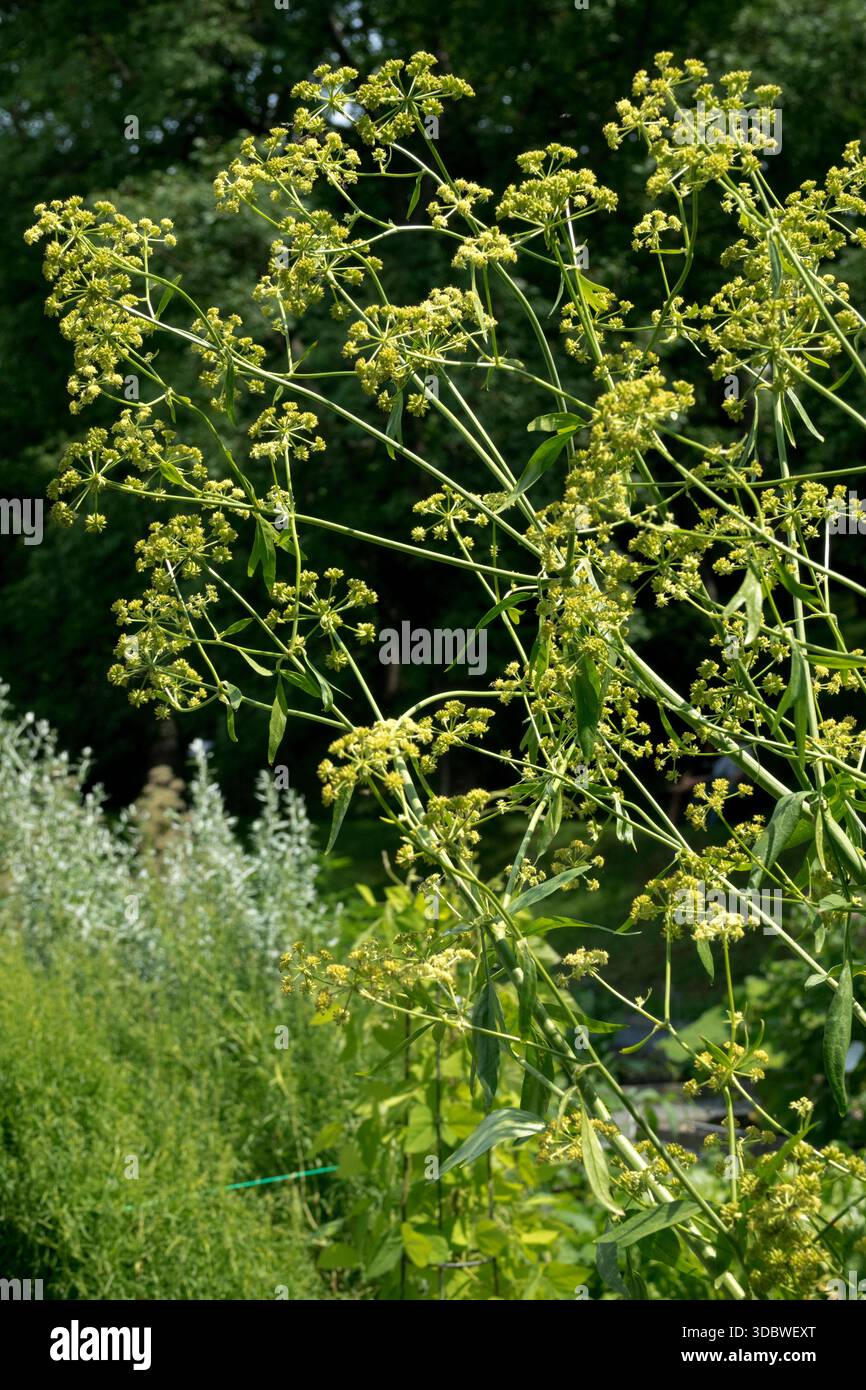 Love, Fleur, plante Levisticum officinale, herbe de jardin Banque D'Images