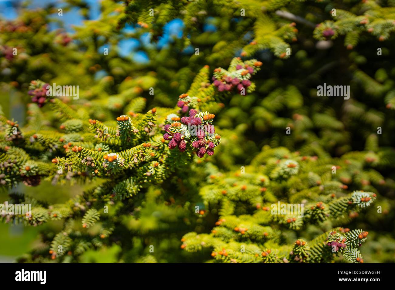 Vue rapprochée d'une branche de sapin coréen (Abies koreana) avec des cônes sur un fond naturel. Banque D'Images