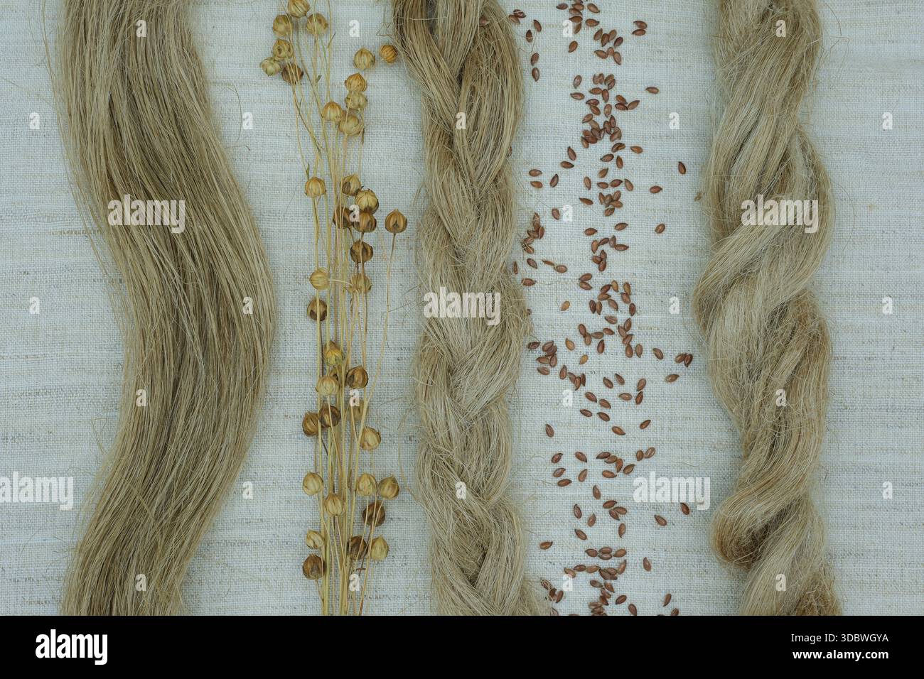 La fibre de lin est placée sur un tissu de lin avec différents types de tressage. Graines de lin et plante de lin sèche avec gousses de graines. Mode durable. Banque D'Images