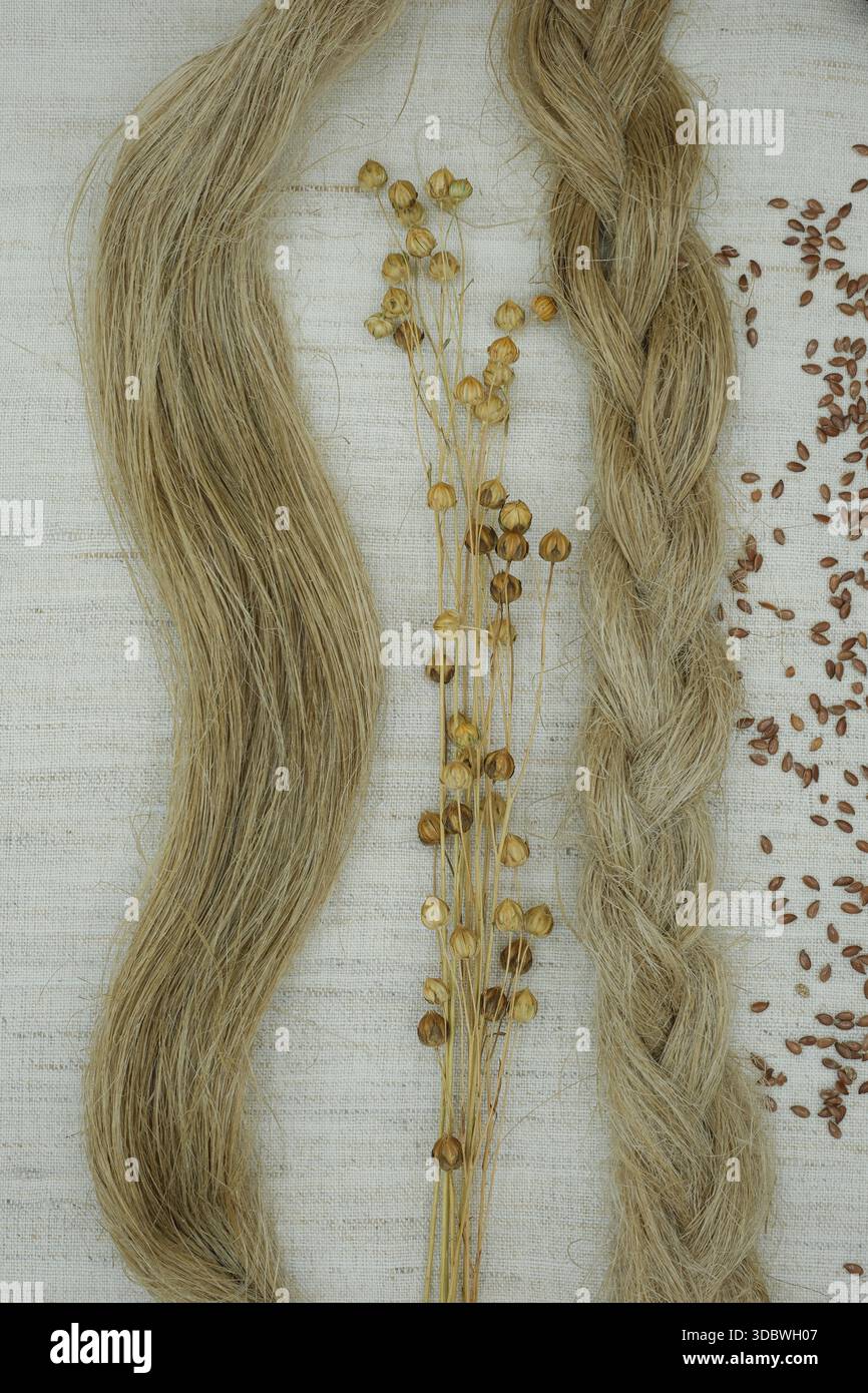La fibre de lin est placée sur une toile de lin. Graines de lin et plante de lin sèche avec gousses de graines. Mode durable. Banque D'Images