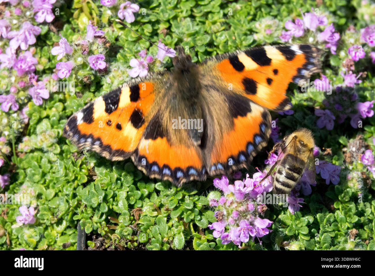 Papillon abeille fleur thym Banque D'Images