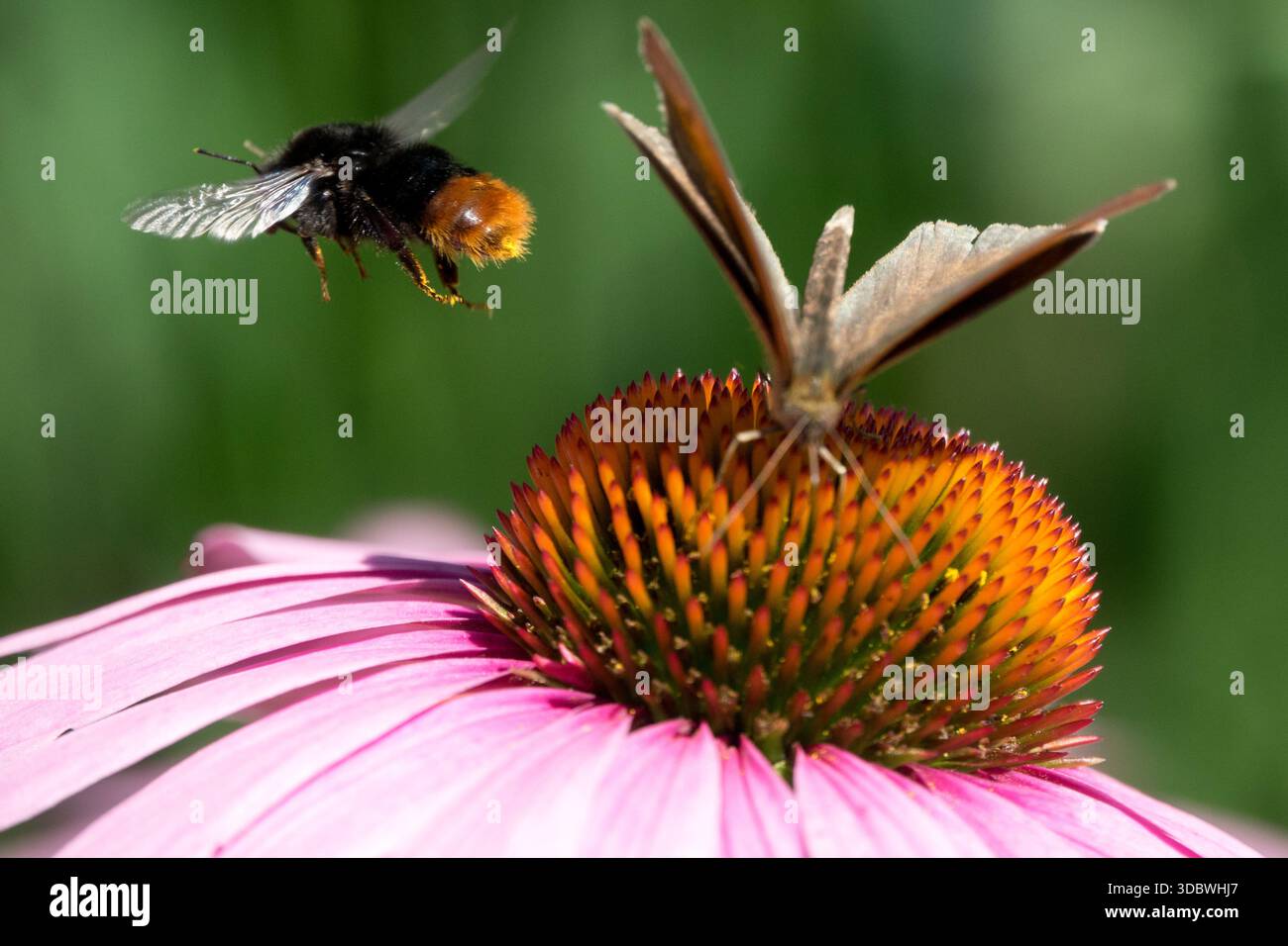 Bumblebee à queue rouge volant au-dessus de la fleur papillon Bombus lapidarius coneflower Banque D'Images