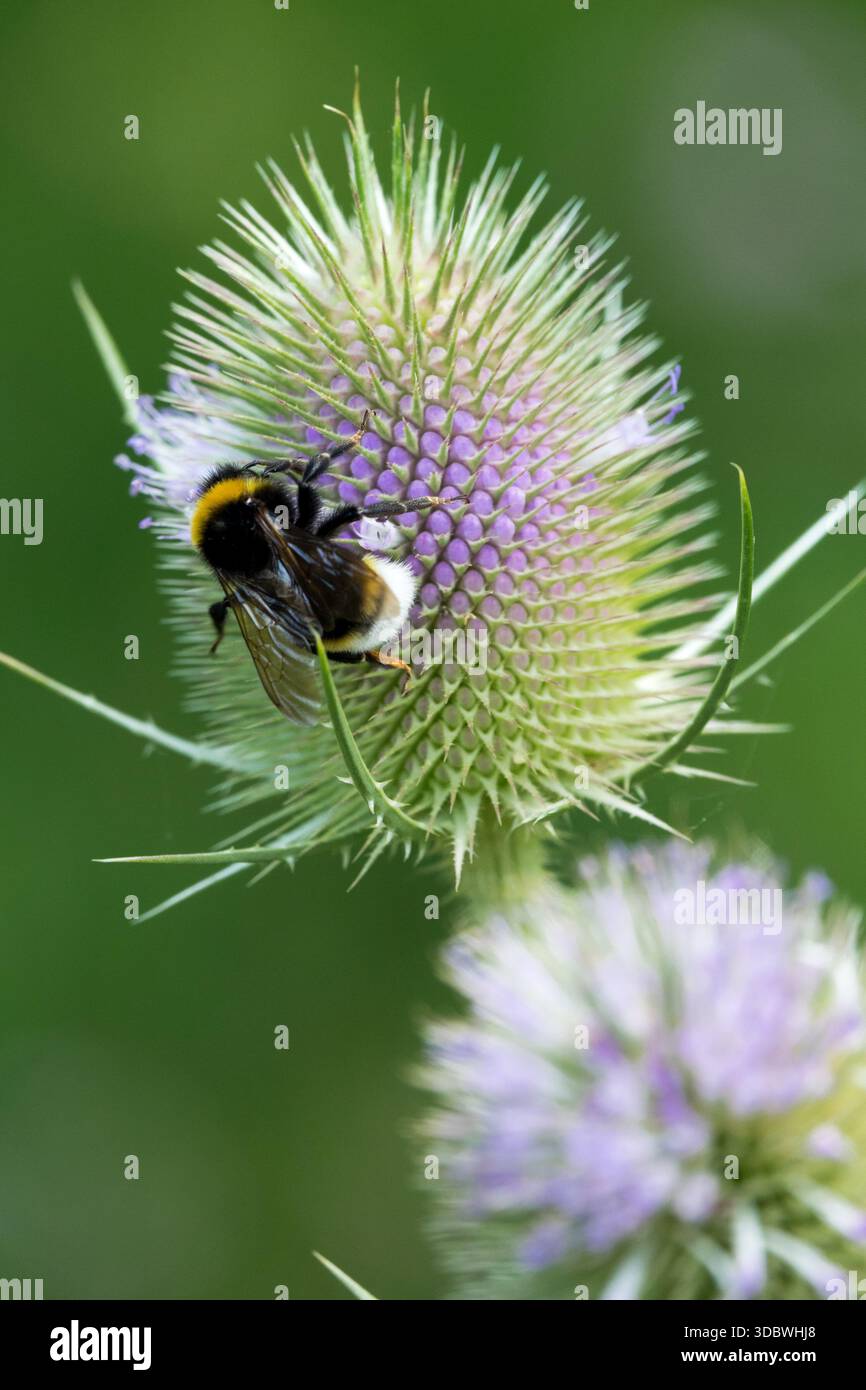 Bourdon sur fleur de piqûre Teasel commun Banque D'Images
