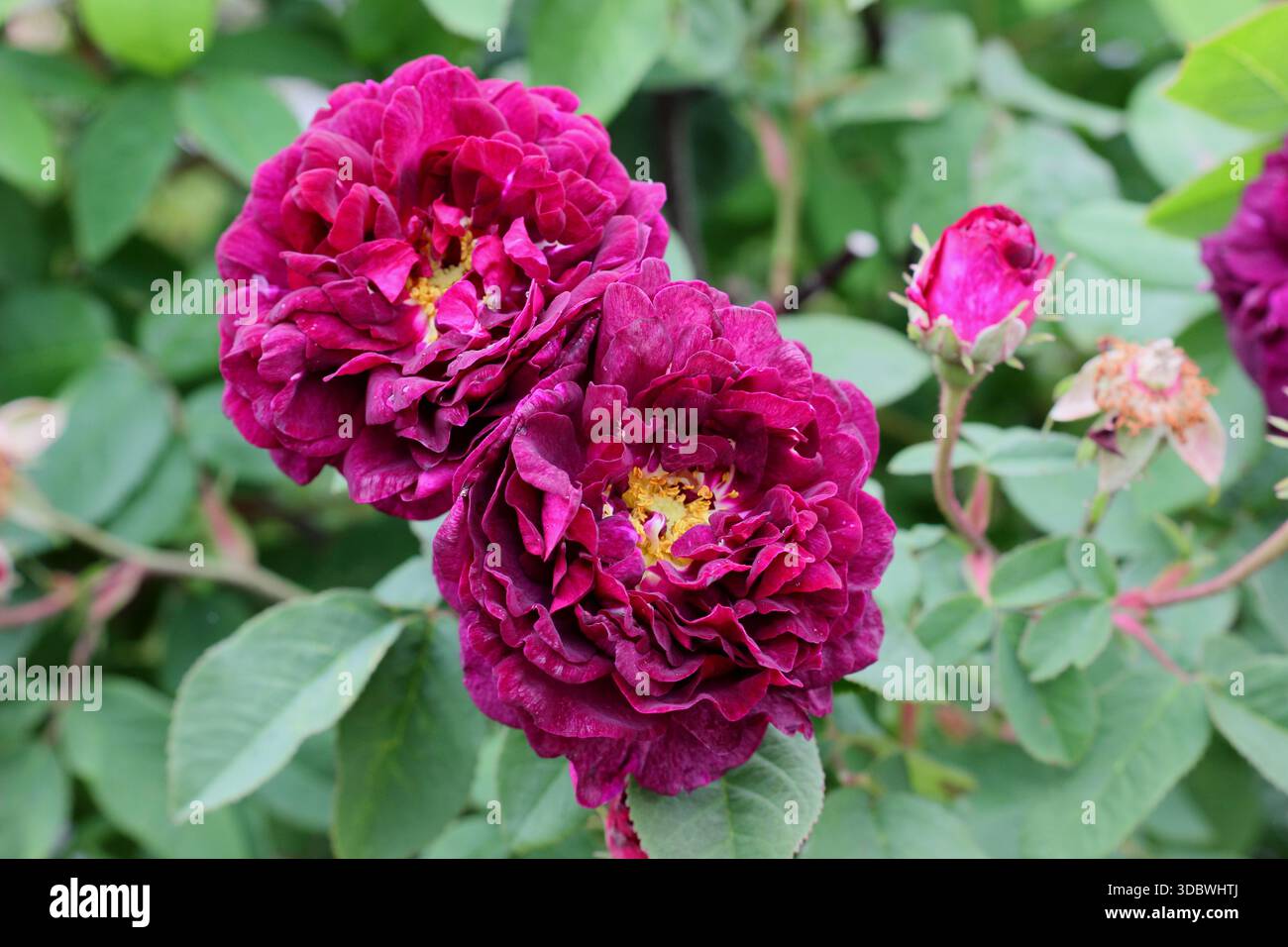 Rosa Tuscany Superb, une vieille plante gallica semi double rose portant des fleurs magenta profondes Banque D'Images