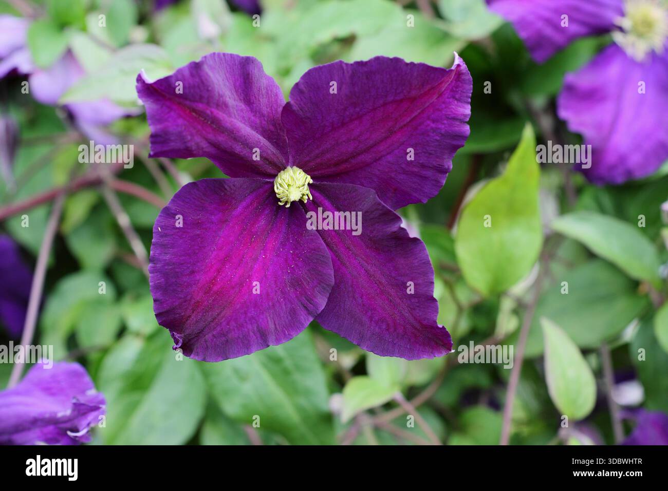 Clematis alto. Clématites à grandes fleurs tardives, Groupe 3, floraison en juin. Banque D'Images
