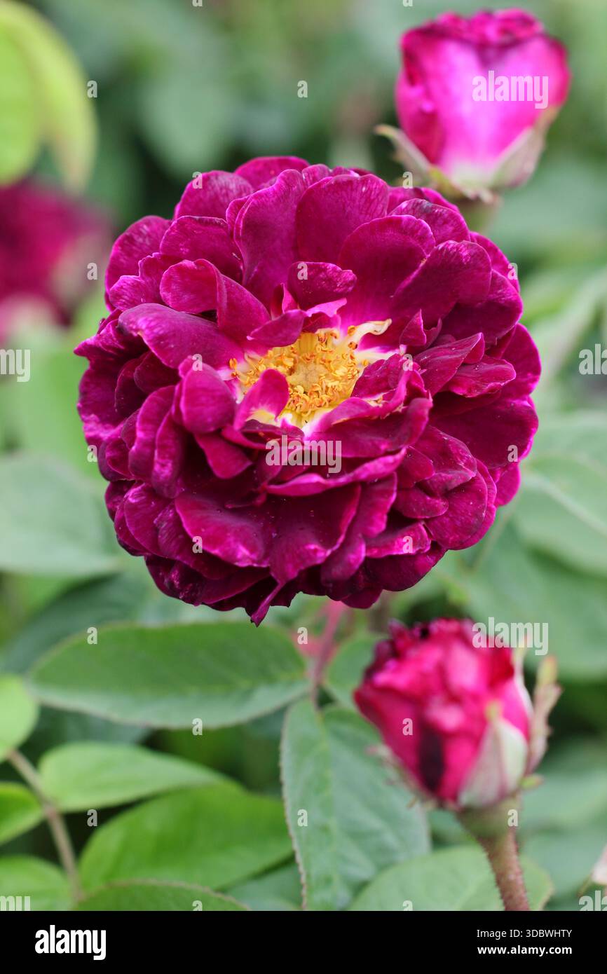 Rosa Tuscany Superb, une vieille plante gallica semi double rose portant des fleurs magenta profondes Banque D'Images