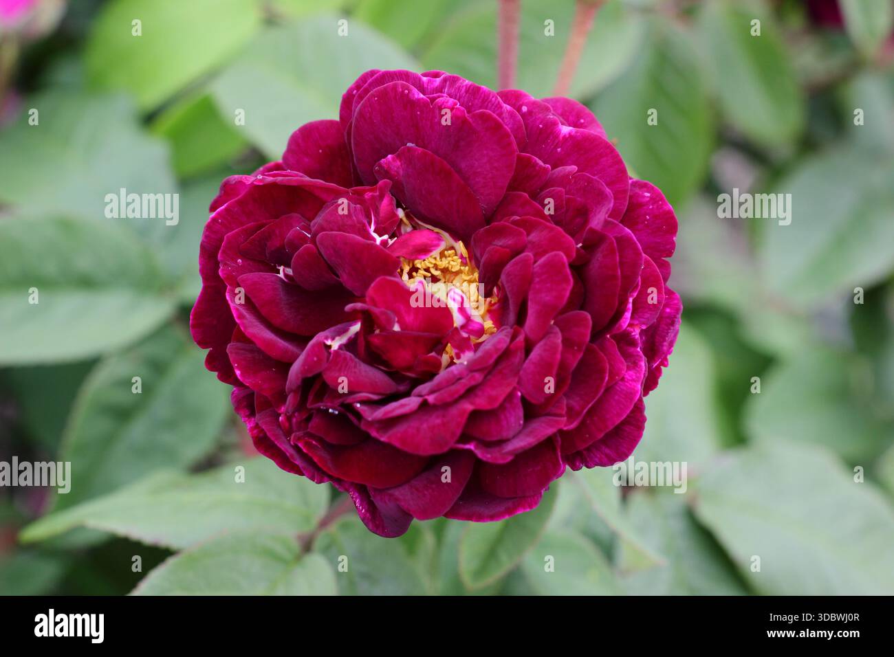 Rosa Tuscany Superb, une vieille plante gallica semi double rose portant des fleurs magenta profondes Banque D'Images