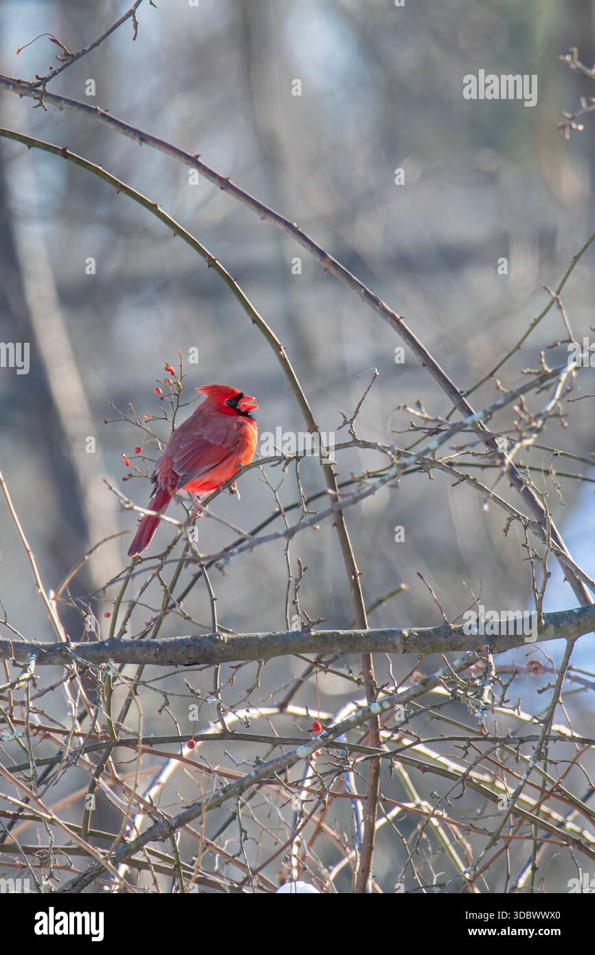 Cardinal masculin chante un froid matin d'hiver Banque D'Images