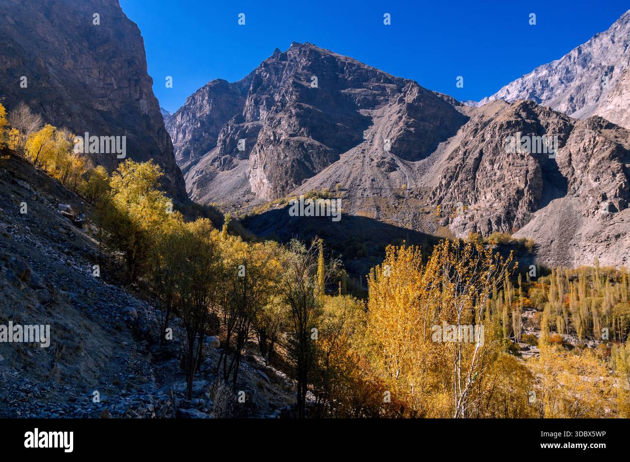 Vue des arbres d'automne dorés accrochés aux pentes sous les imposantes montagnes rocheuses contre un ciel bleu vibrant, Khaplu, Gilgit Baltistan, Pakista Banque D'Images