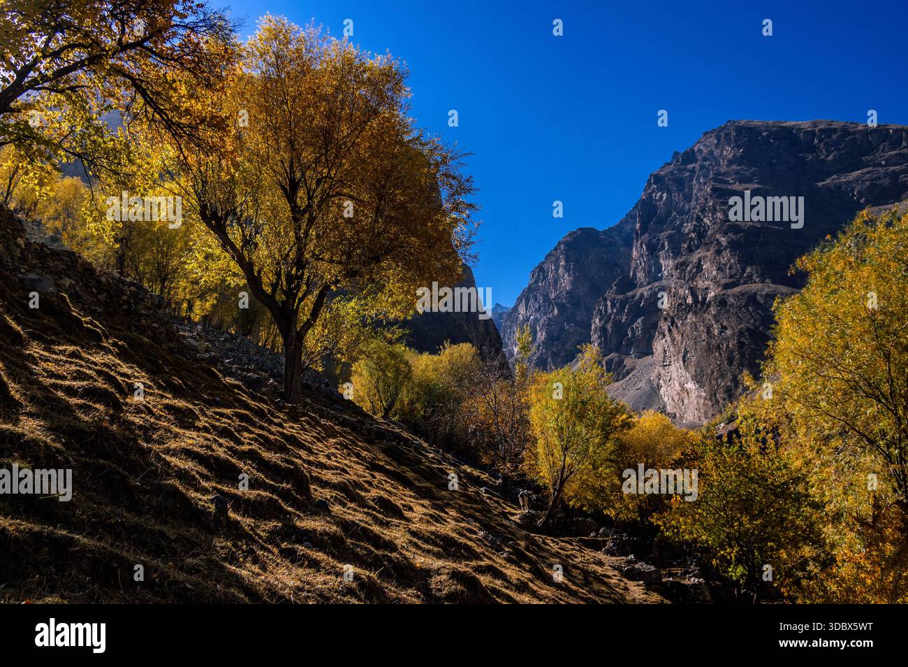 Vue d'arbres d'automne dorés accrochés à une colline sur fond de montagnes accidentées et ensoleillées sous un ciel bleu clair, Khaplu, Gilgit Baltistan, Banque D'Images