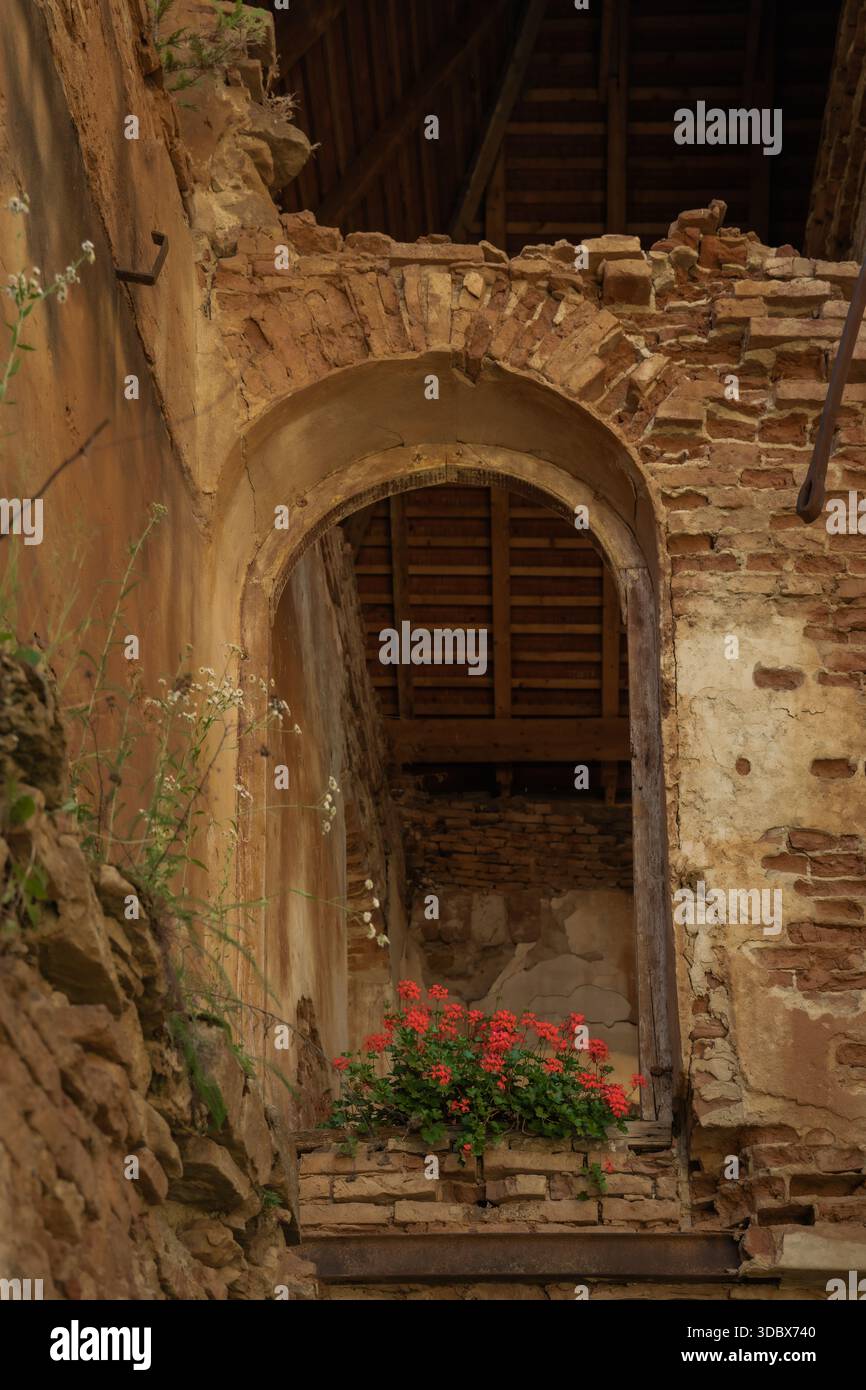 Vue d'une arche altérée encadre des fleurs rouges vibrantes contre la brique en ruine, un témoignage du passage du temps et de la beauté durable, Cris, Transilvania, Banque D'Images