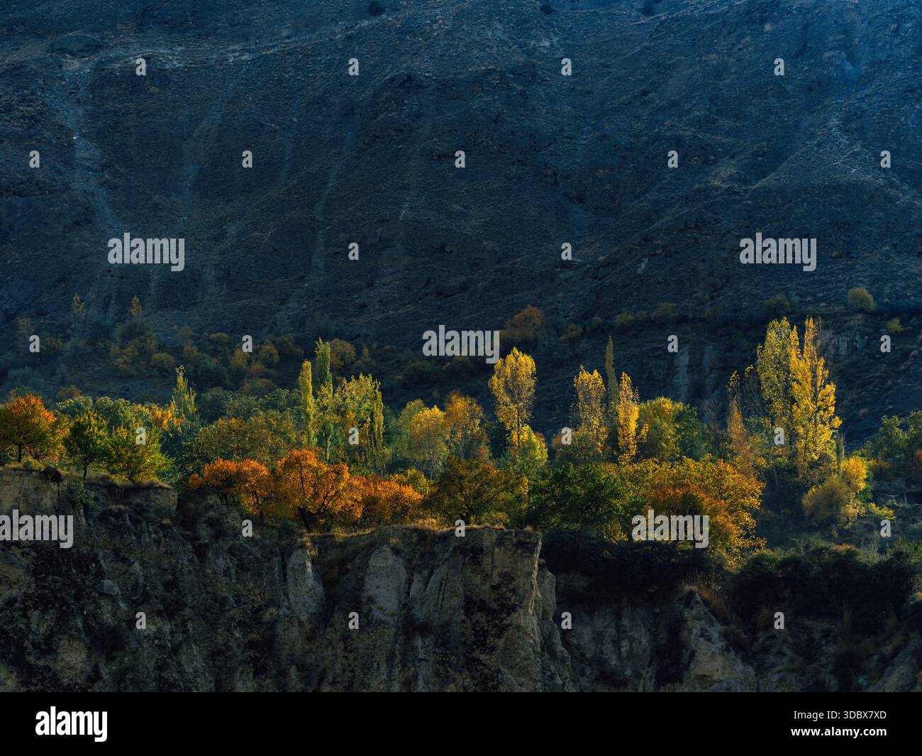 Vue de l'étreinte dorée de l'automne sur les arbres accrochés aux falaises escarpées sous l'ombre des montagnes, Hunza Nagar, Gilgit Baltistan, Pakista Banque D'Images