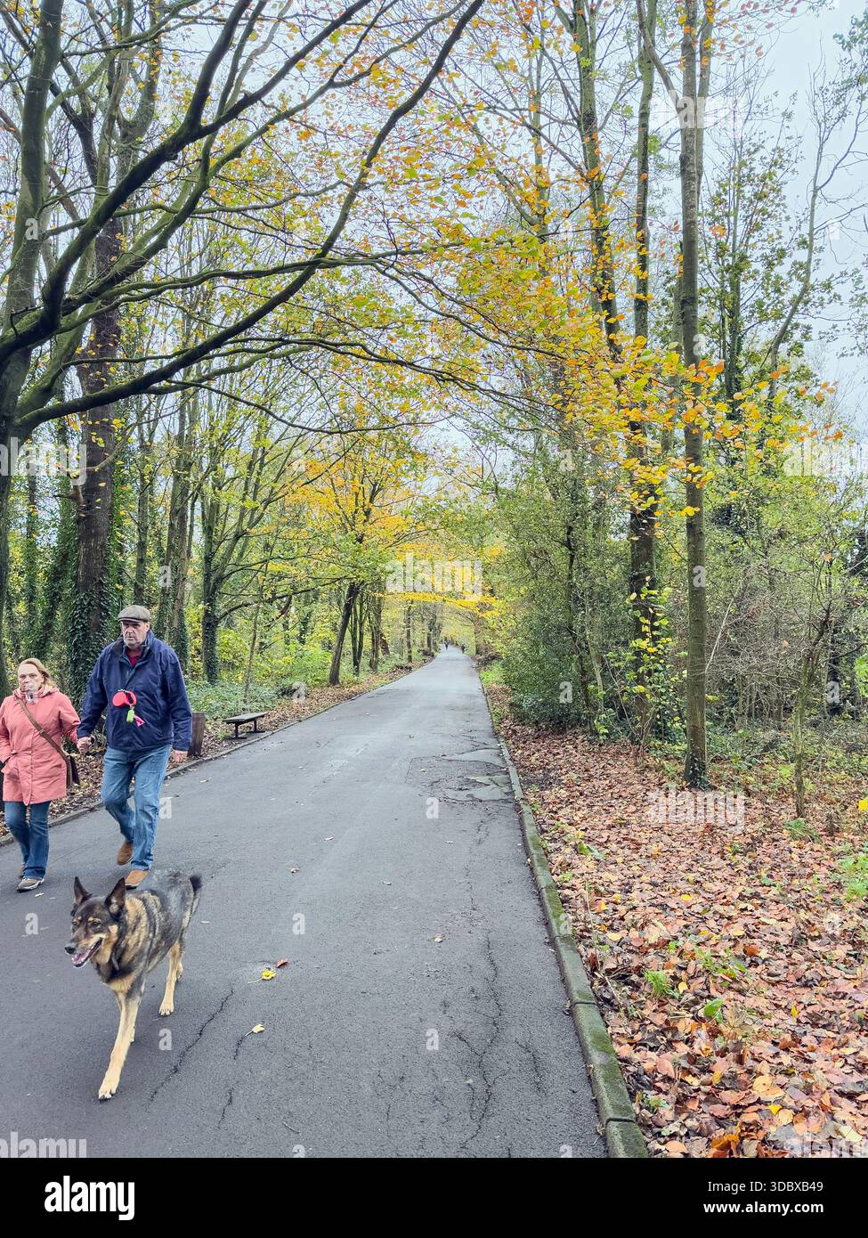 Green Drive Woodland, Lytham St Annes, Lancashire, Angleterre, Royaume-Uni Banque D'Images