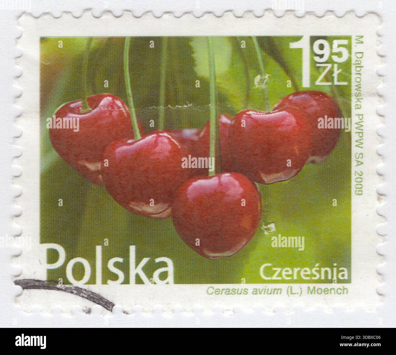 POLOGNE — 2009 août 10 : timbre-poste multicolore à 1,95 zloty représentant des cerises. Prunus avium, communément appelé sauvage, doux, gean, ou cerise d'oiseau, est une plante à fleurs de la famille des roses, Rosaceae. Il est originaire d'Europe, d'Anatolie, du Maghreb et d'Asie occidentale. L'espèce est largement cultivée dans d'autres régions et s'est naturalisée en Amérique du Nord et en Australie. Toutes les parties de la plante, à l'exception du fruit mûr, sont légèrement toxiques et contiennent des glycosides cyanogènes Banque D'Images