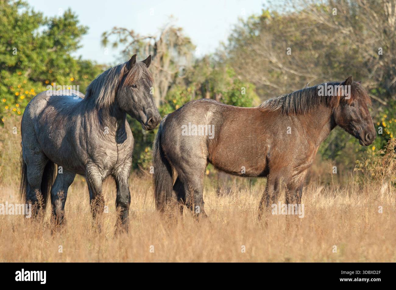 Deux juments adultes femelles de cheval de trait du Brabant dans un champ d'herbes hautes Banque D'Images