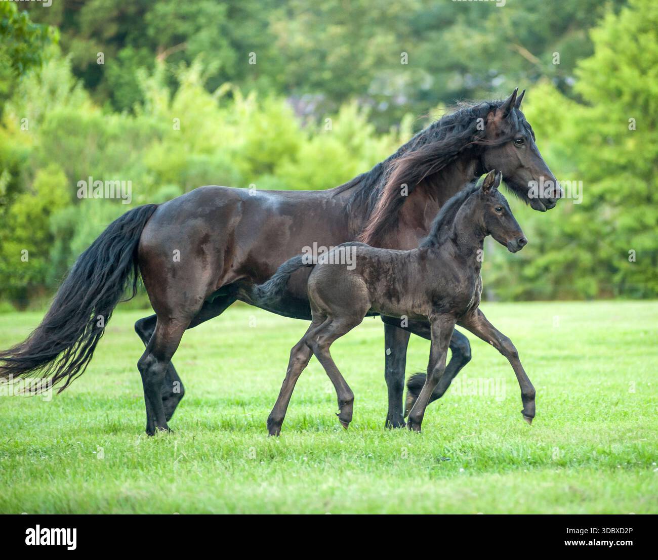 Femelle adulte cheval frison jument maman et poulain bébé animal trot à travers le champ d'herbe Banque D'Images
