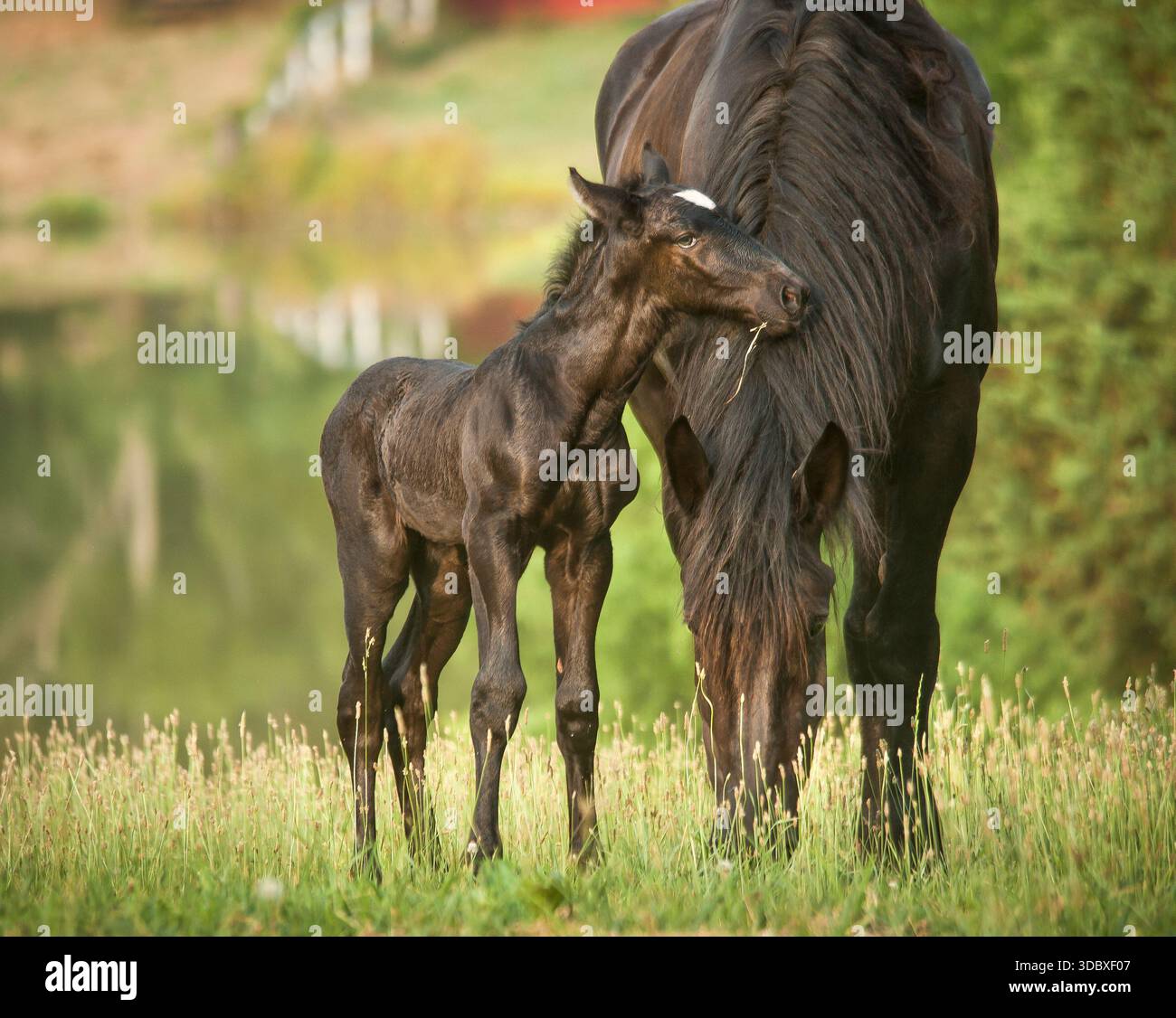 Jument adulte femelle Percheron Draft Horse avec un animal bébé poulain nouveau-né Banque D'Images