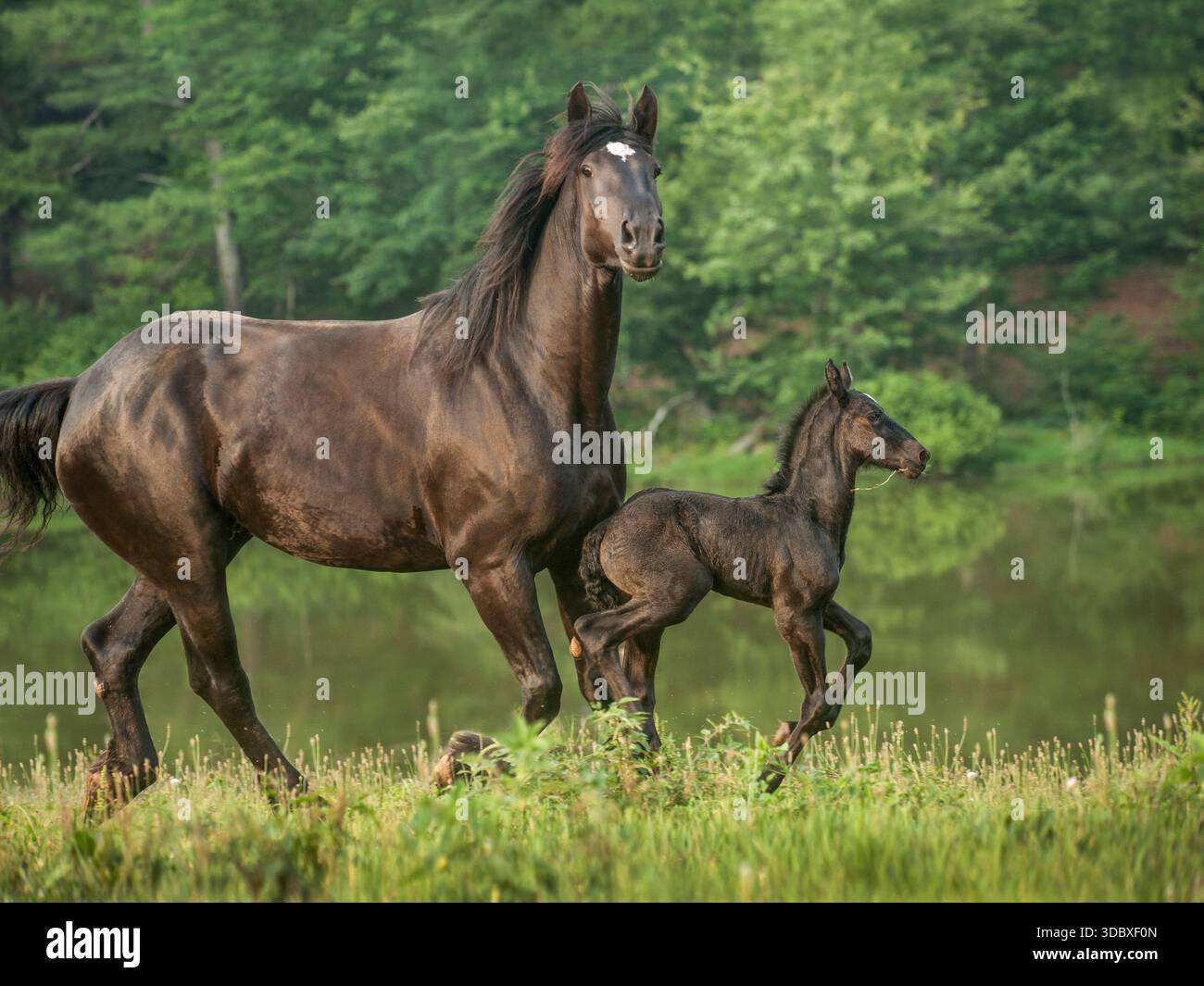 Femelle adulte Percheron Draft Horse jument court dans le champ par étang avec le poulain de cheval nouveau-né Banque D'Images