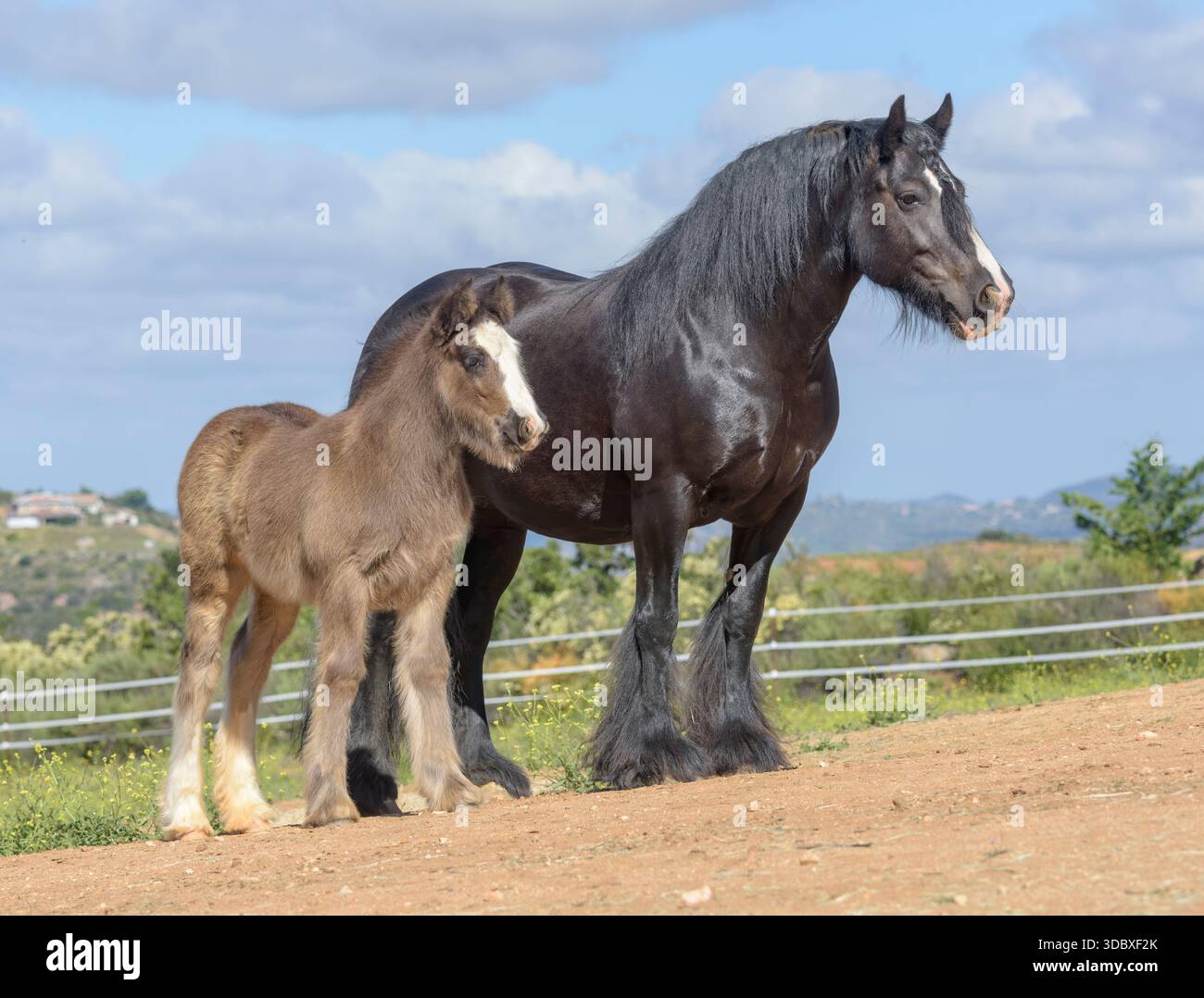 Jument femelle adulte Gypsy Vanner Horse avec bébé poulain debout sur le côté Banque D'Images
