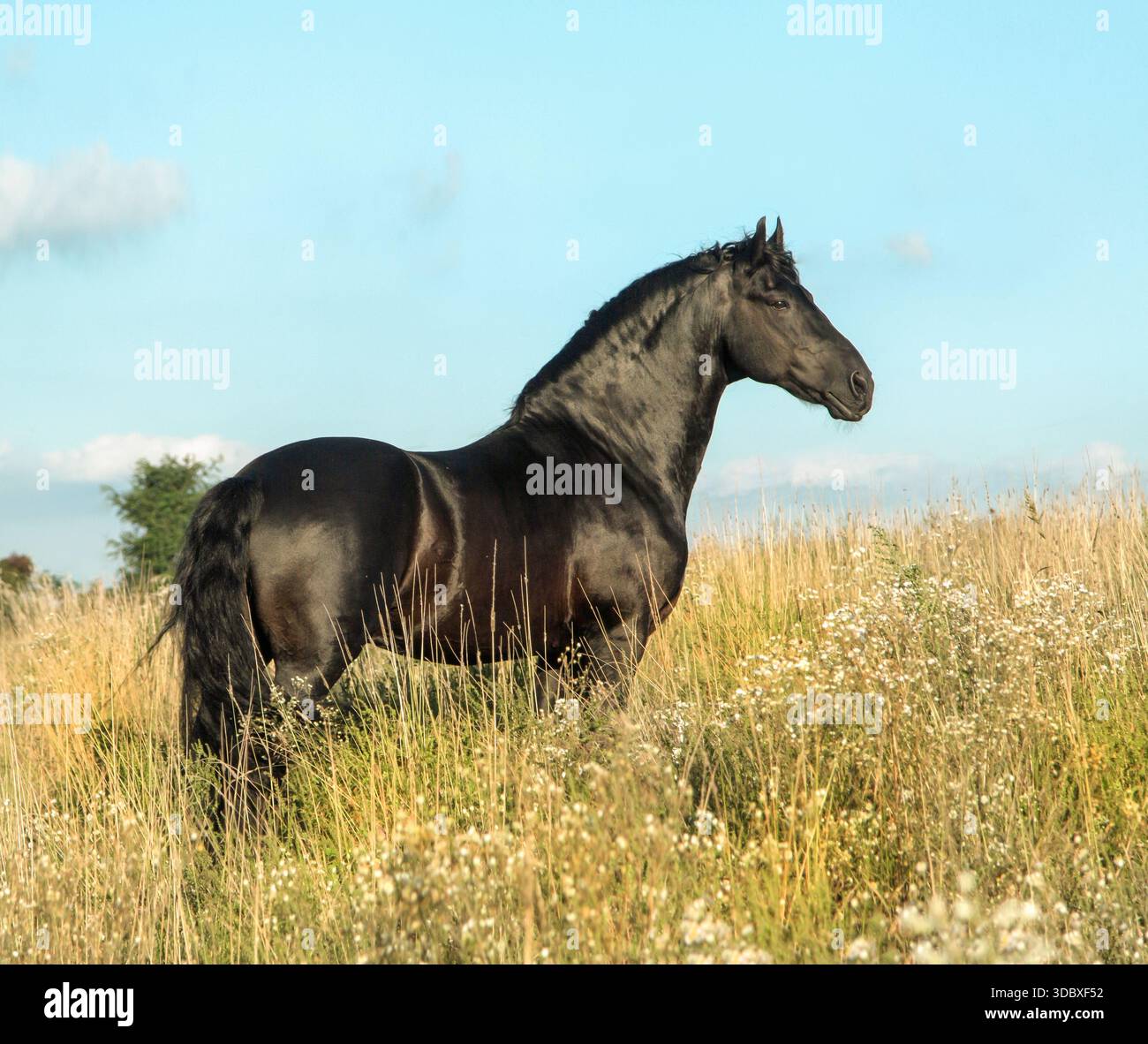 Étalon mâle adulte de cheval frison debout dans une prairie de fleurs sauvages Banque D'Images