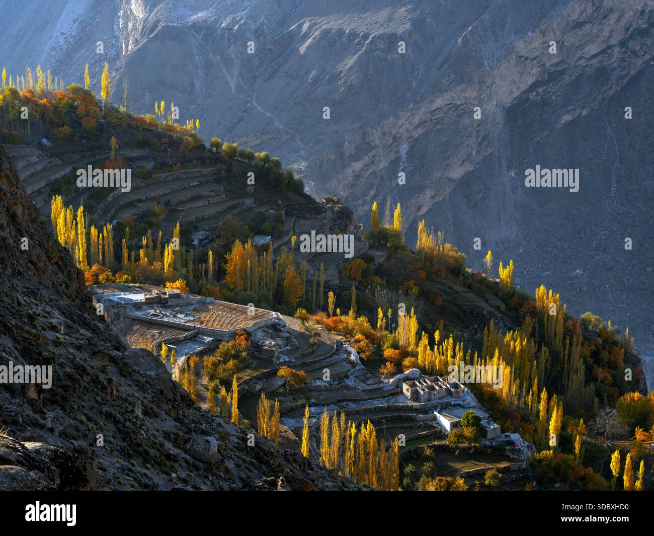 Vue des arbres d'automne dorés accrochés aux pentes en terrasses sous les montagnes imposantes, un contraste frappant de lumière et d'ombre, Hunza, Gilgit Baltistan, Pak Banque D'Images