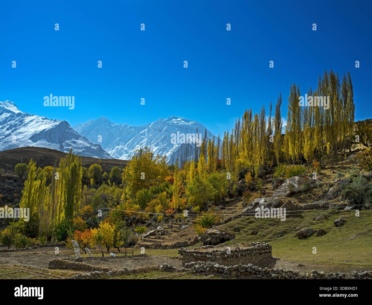 Vue de feuillage doré d'automne accroché aux arbres sur fond de montagnes enneigées sous un ciel bleu brillant, Hunza, Gilgit Baltistan, Pakis Banque D'Images
