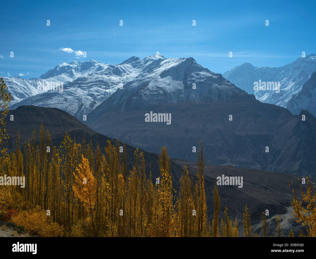 La vue des arbres dorés contraste avec les spectaculaires montagnes enneigées sous un ciel bleu clair à Hunza, Gilgit Baltistan, Pakistan. Banque D'Images