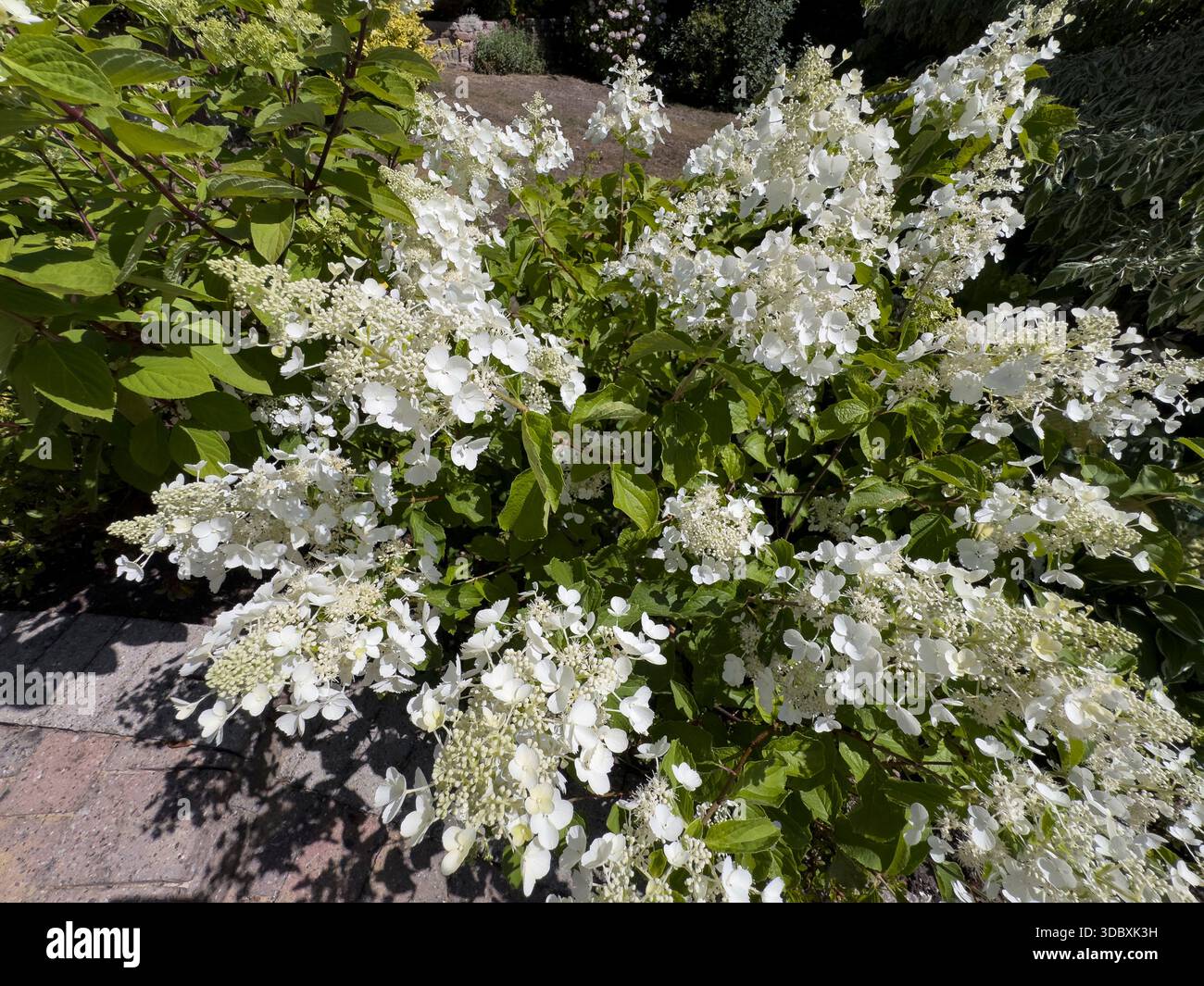 Hydrangea paniculata Pink Diamond affiche avec des grappes de fleurs coniques en pleine floraison. Cet arbuste décoratif offre un blanc crème et citron vert éclatant - Image de stock capturée avec un smartphone