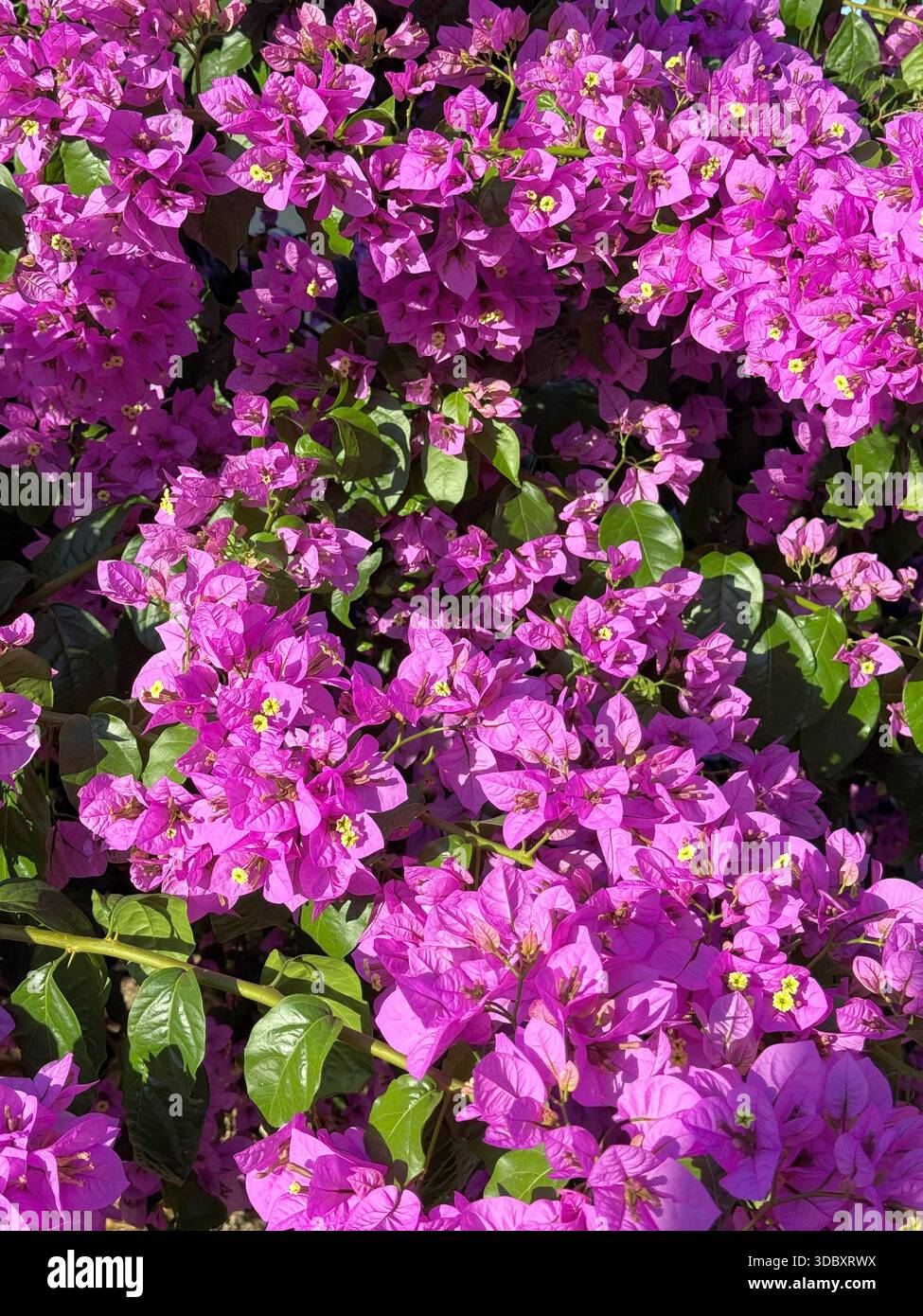 Plante à fleurs de bougainvilliers I Banque D'Images