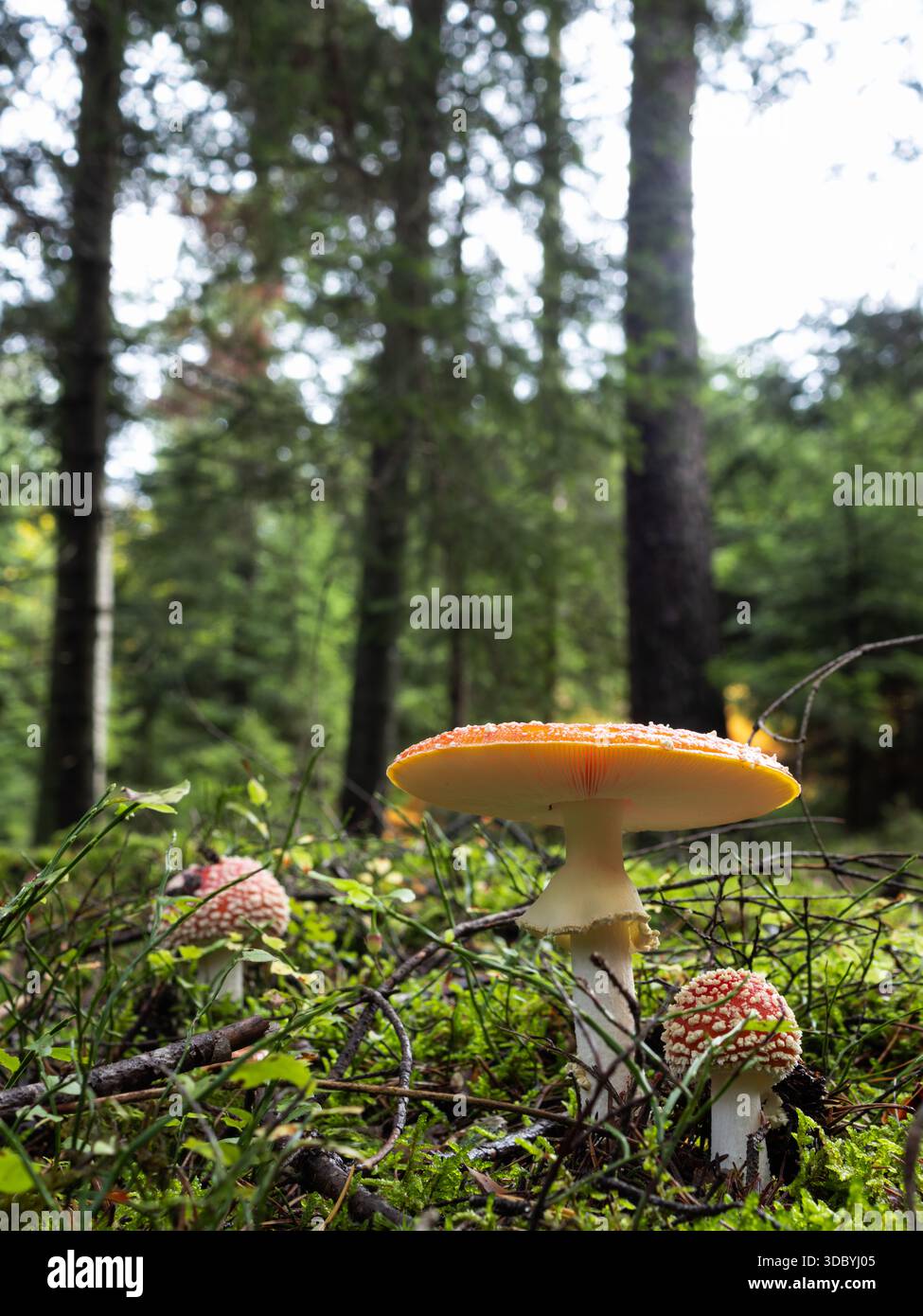 Mouche agarique (Amanita muscaria) sur un plancher de forêt mossy - gros plan à angle bas Banque D'Images