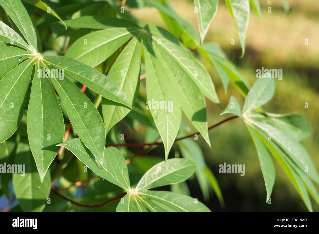 Gros plan de feuilles de manioc vertes éclatantes avec des tiges rougeâtres sous la lumière naturelle du soleil, mettant en valeur le feuillage tropical et les détails agricoles. Banque D'Images