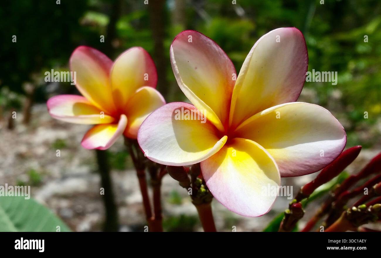 Un gros plan luxuriant de belles fleurs de magnolia blanc poussant dans la jungle mexicaine, enrichi de tons chauds jaunes, oranges et rouges. Banque D'Images