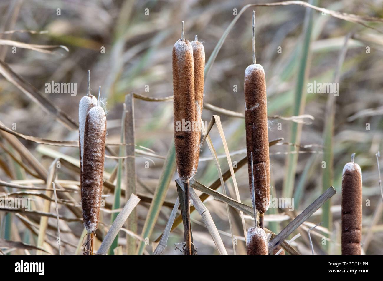 Ruée taureau en fleurs (espèce Typha) isolée dans la lumière du soleil d'automne à Seaton Wetlands, Devon, Royaume-Uni Banque D'Images