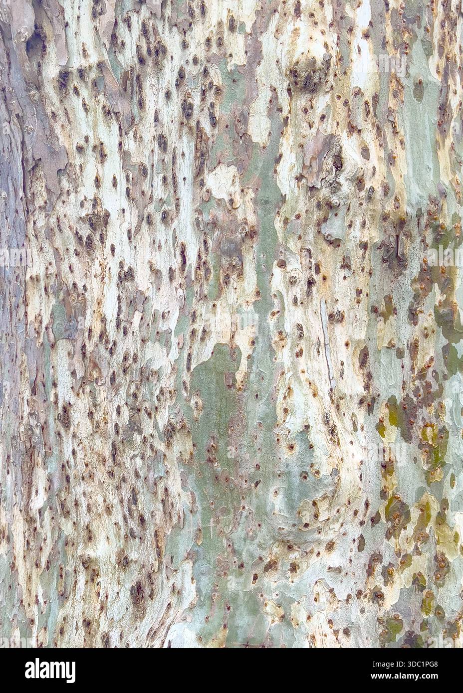 Texture d'écorce d'arbre plat créant un motif de camouflage abstrait Banque D'Images