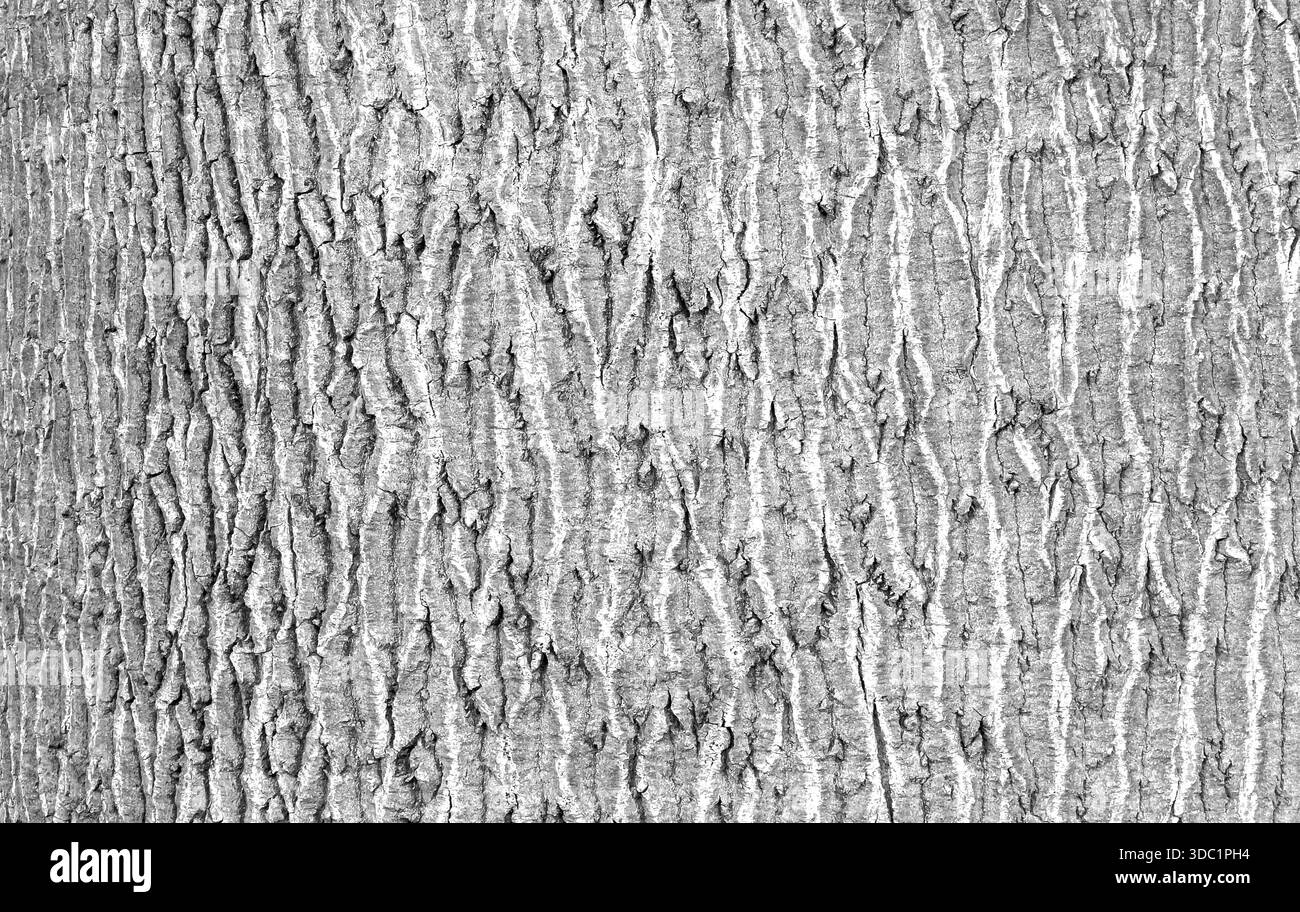 Écorce d'arbre montrant une texture détaillée et un motif abstrait naturel en monochrome Banque D'Images