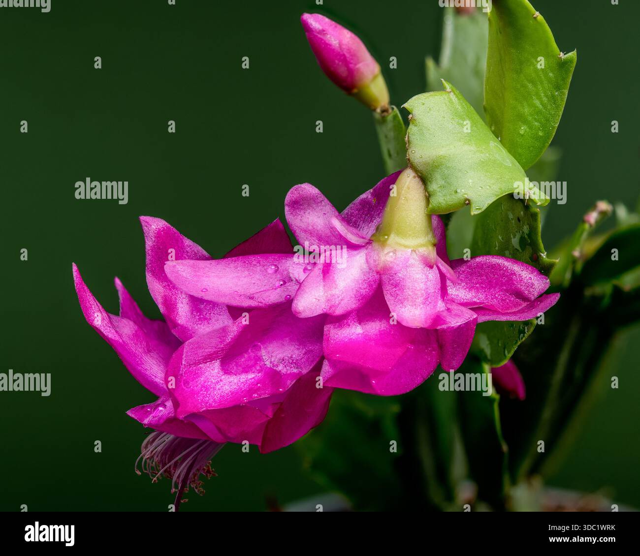 Magenta Christmas Cactus Flower Macro sur Vert Banque D'Images