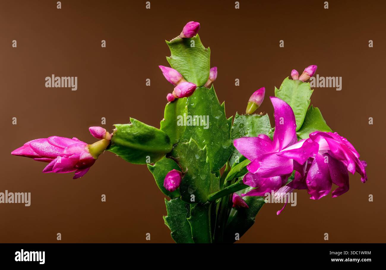 Vibrantes fleurs de cactus de Noël et bourgeons sur fond brun Banque D'Images